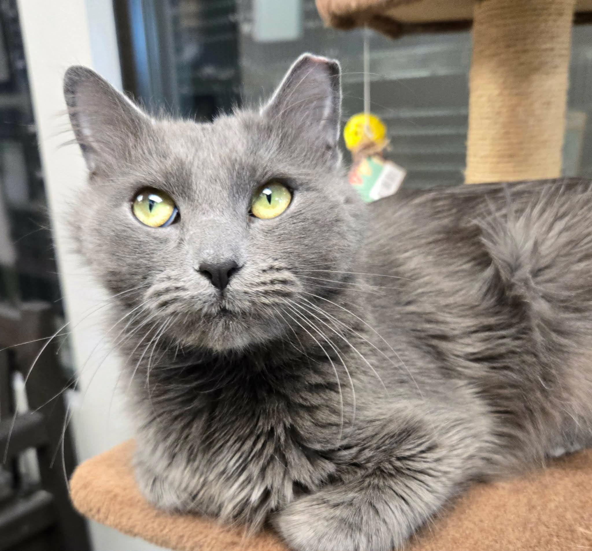 Enlarge Pascal, a Adoptable Domestic Long Hair in Liberty, MO image 1/3