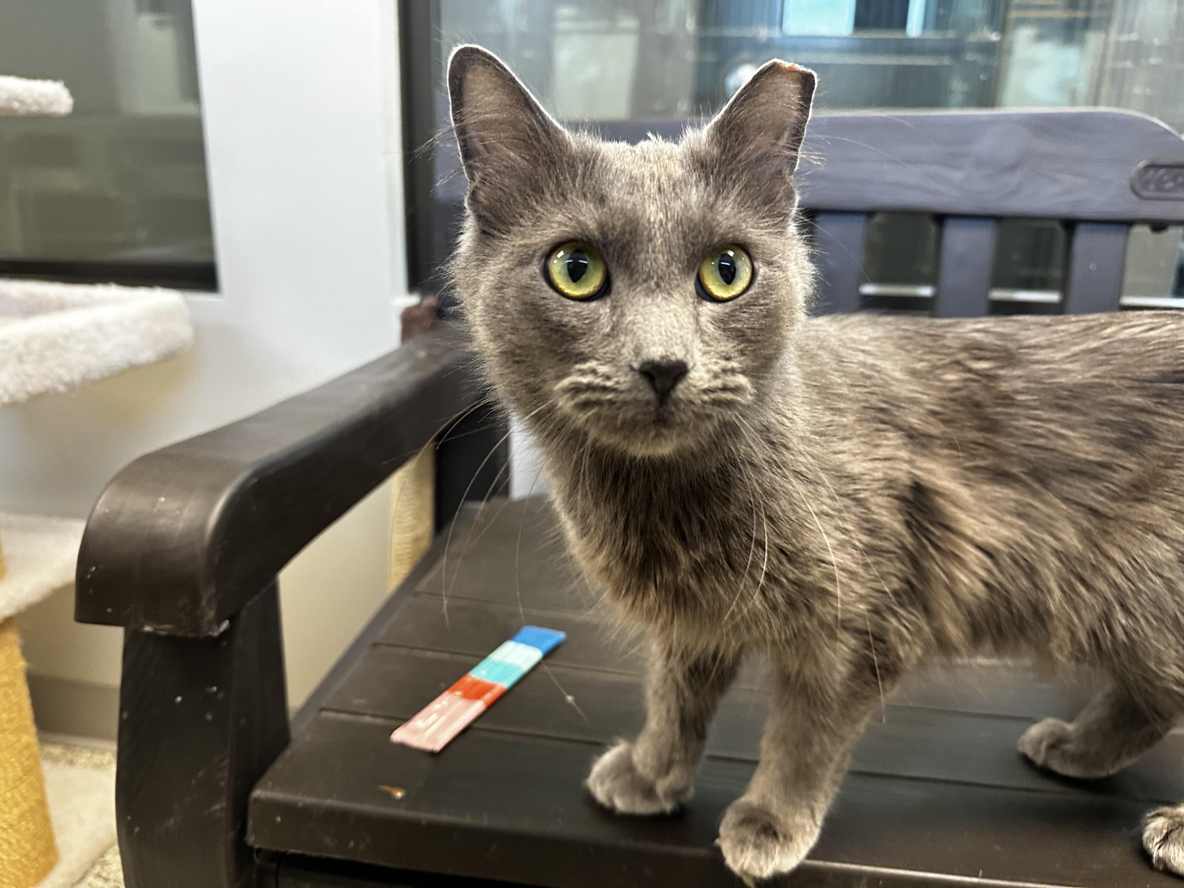 Enlarge Pascal, a Adoptable Domestic Long Hair in Liberty, MO image 2/3