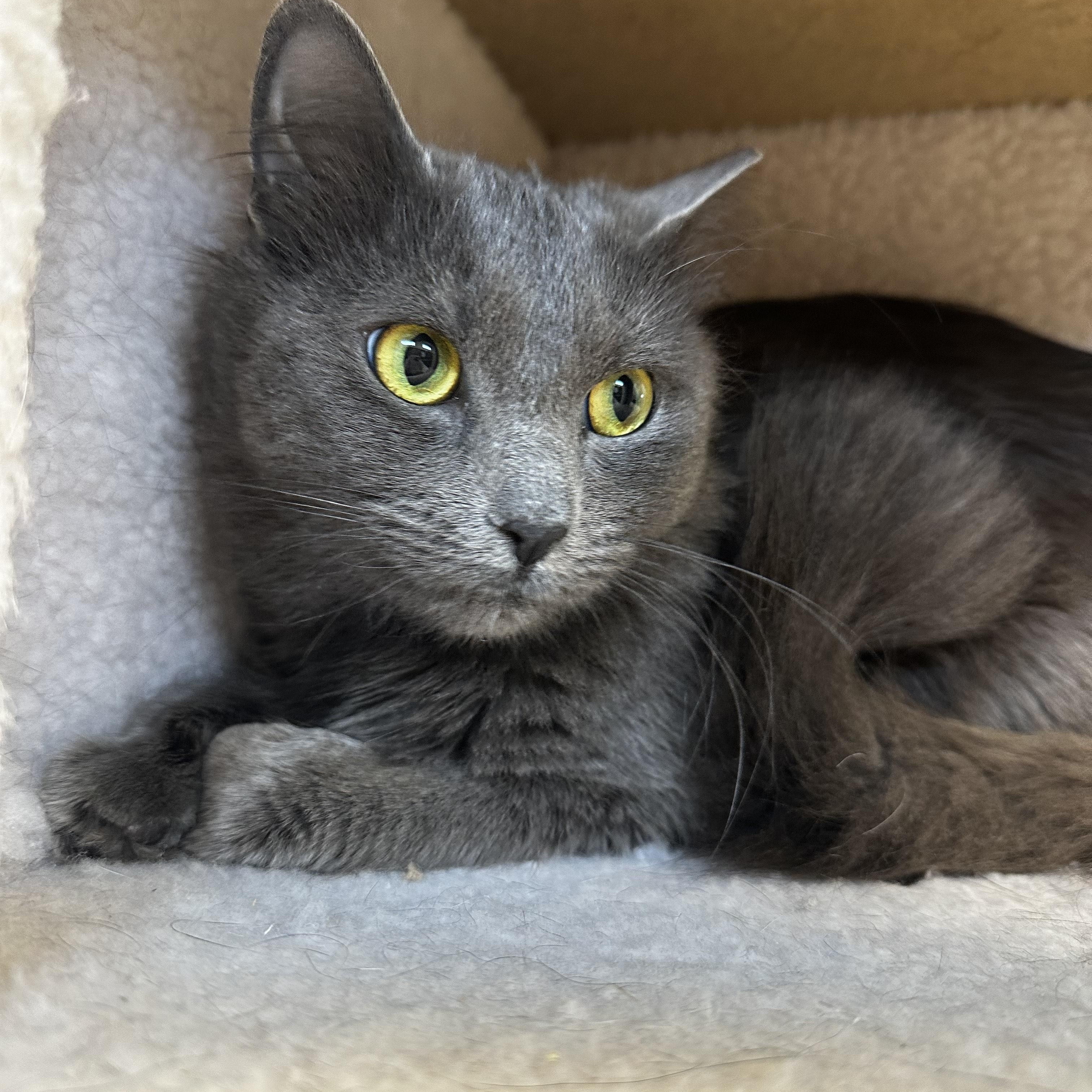 Enlarge Pascal, a Adoptable Domestic Long Hair in Liberty, MO image 3/3