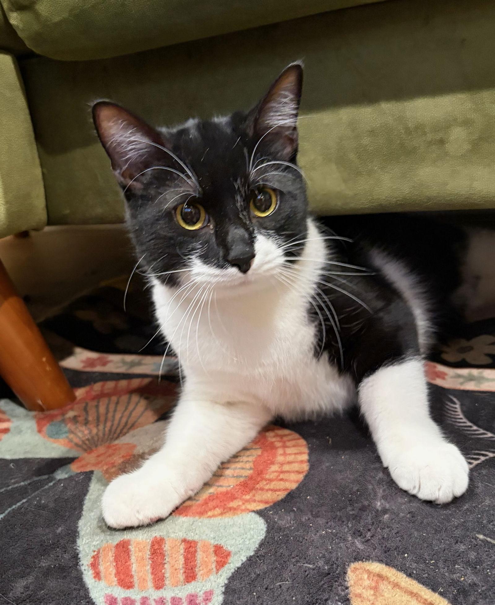 Enlarge Pistachio, a Adoptable Domestic Short Hair in Rootstown, OH image 1/3