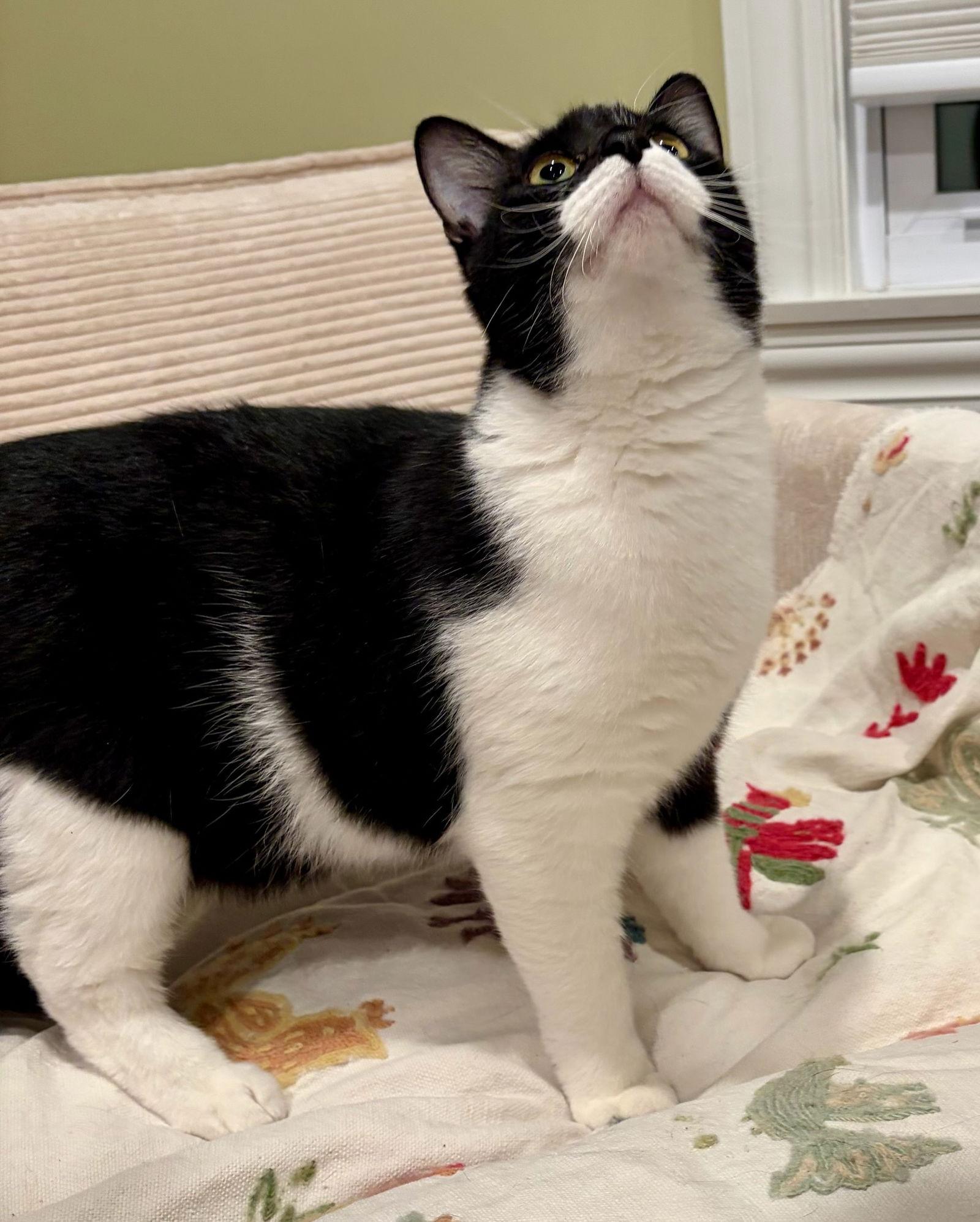 Enlarge Pistachio, a Adoptable Domestic Short Hair in Rootstown, OH image 2/3