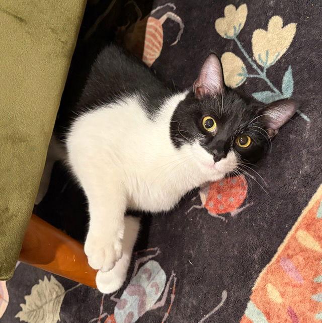 Enlarge Pistachio, a Adoptable Domestic Short Hair in Rootstown, OH image 3/3