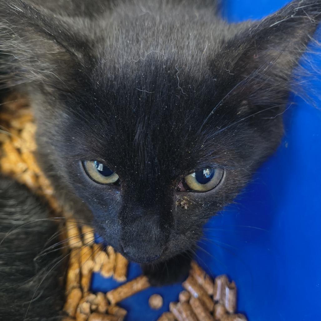 Enlarge Kerfuffle, a Adoptable Domestic Short Hair in Othello, WA image 1/1