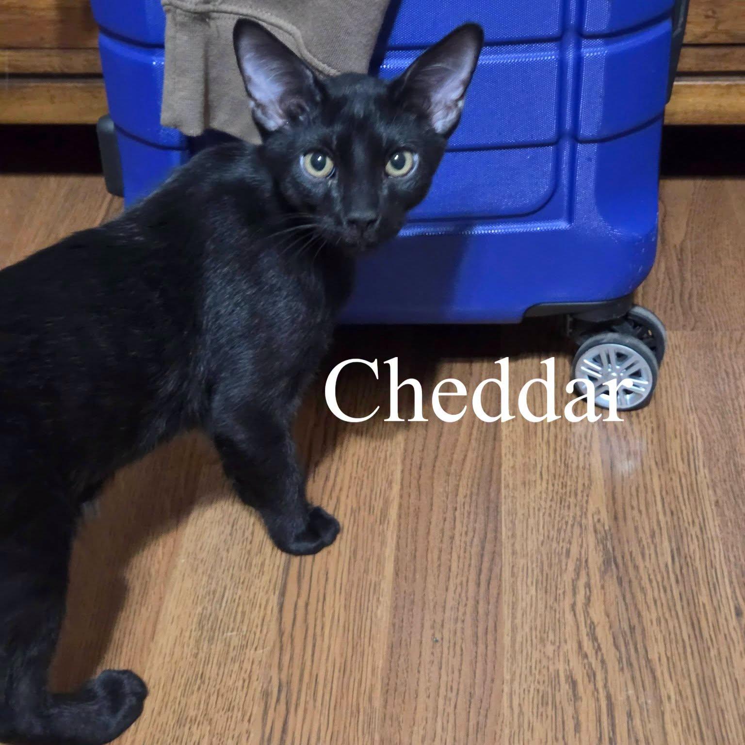 Enlarge Cheddar, an adoptable Domestic Short Hair in Queen Creek, AZ image 2/2