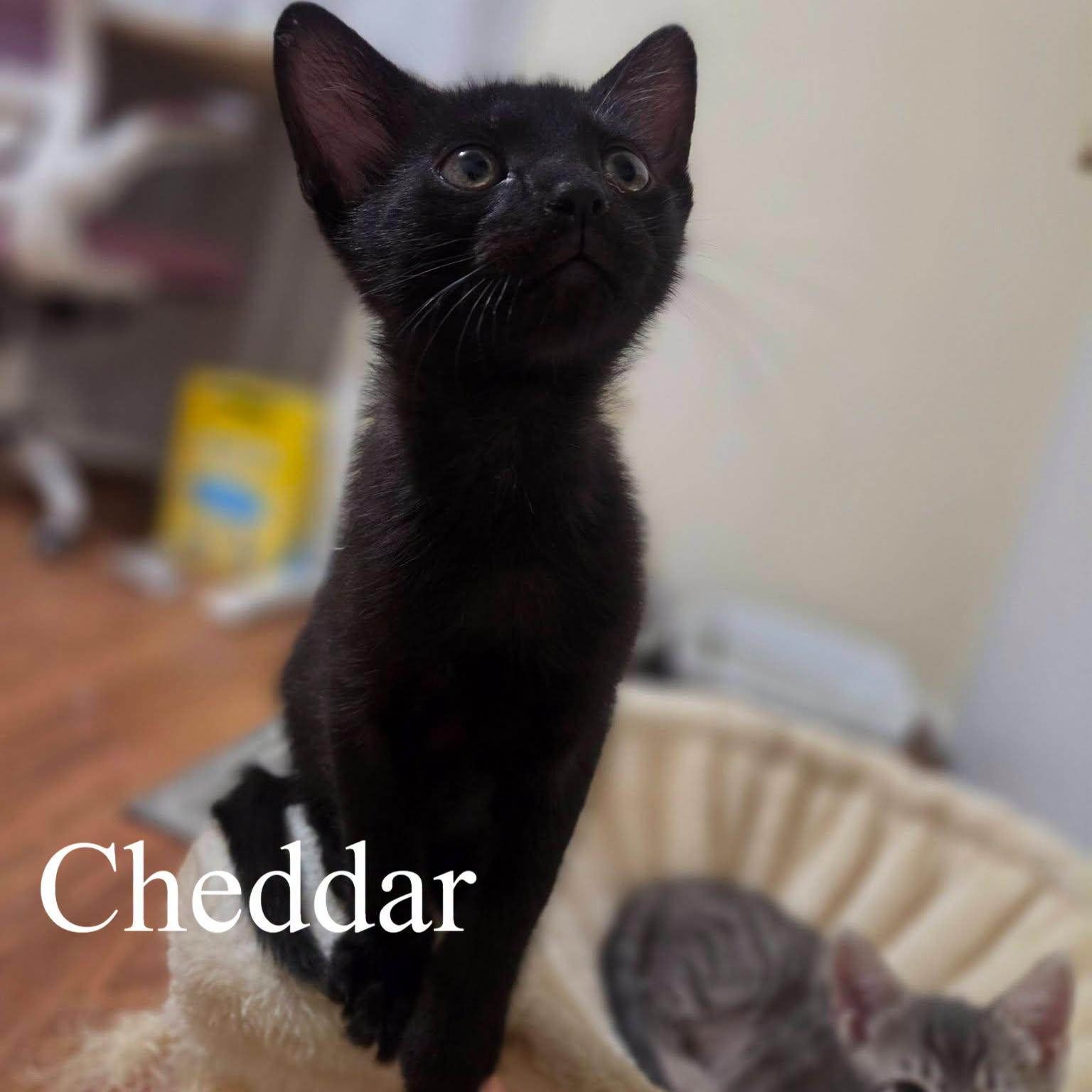 Enlarge Cheddar, an adoptable Domestic Short Hair in Queen Creek, AZ image 1/2