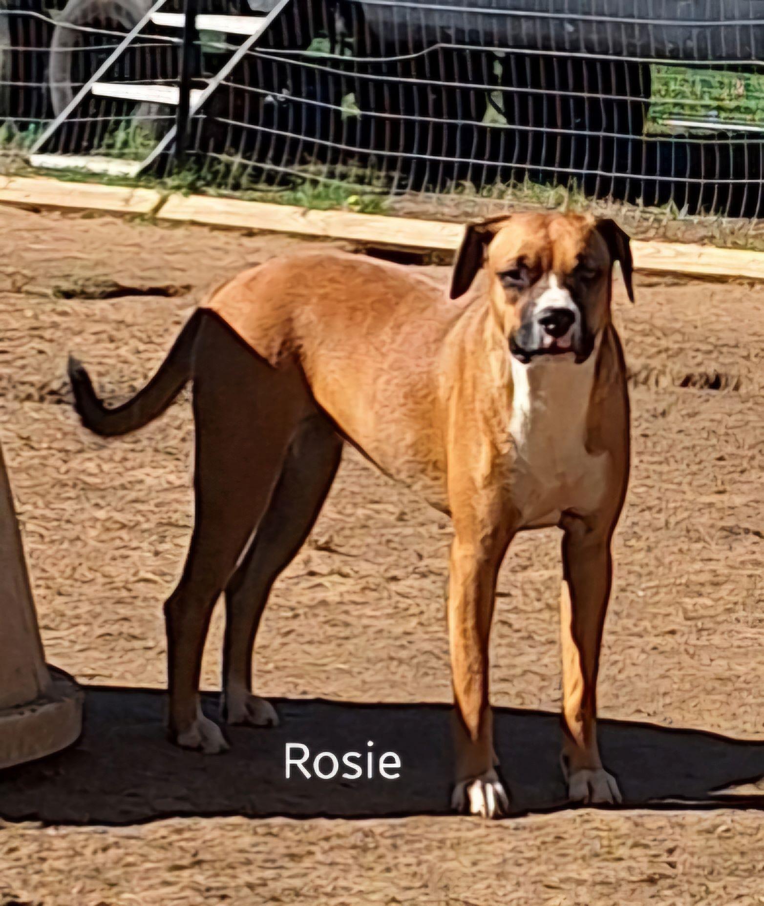 Rosie