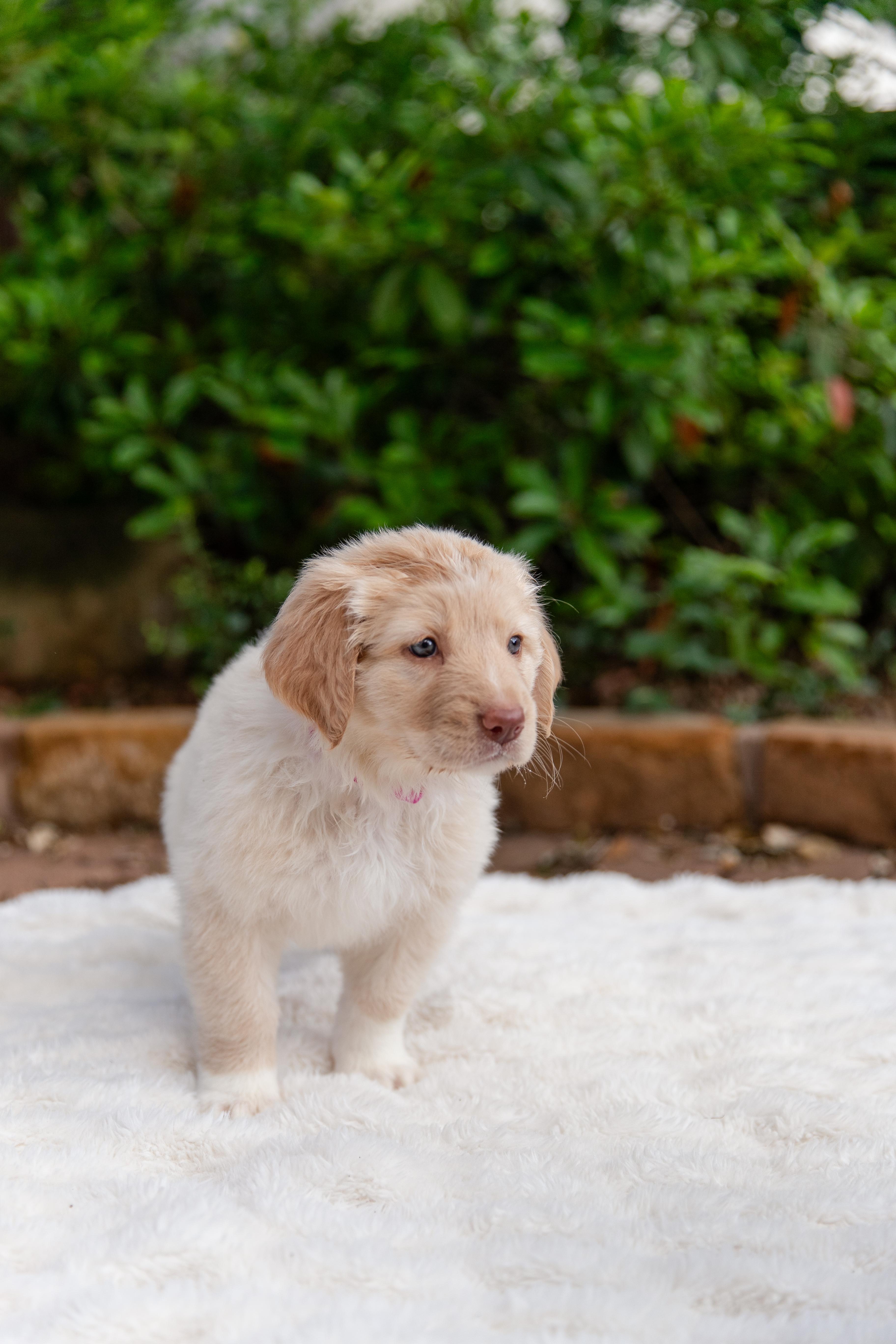 Enlarge Gwen , an adopted mixed breed in Pflugerville, TX image 3/5