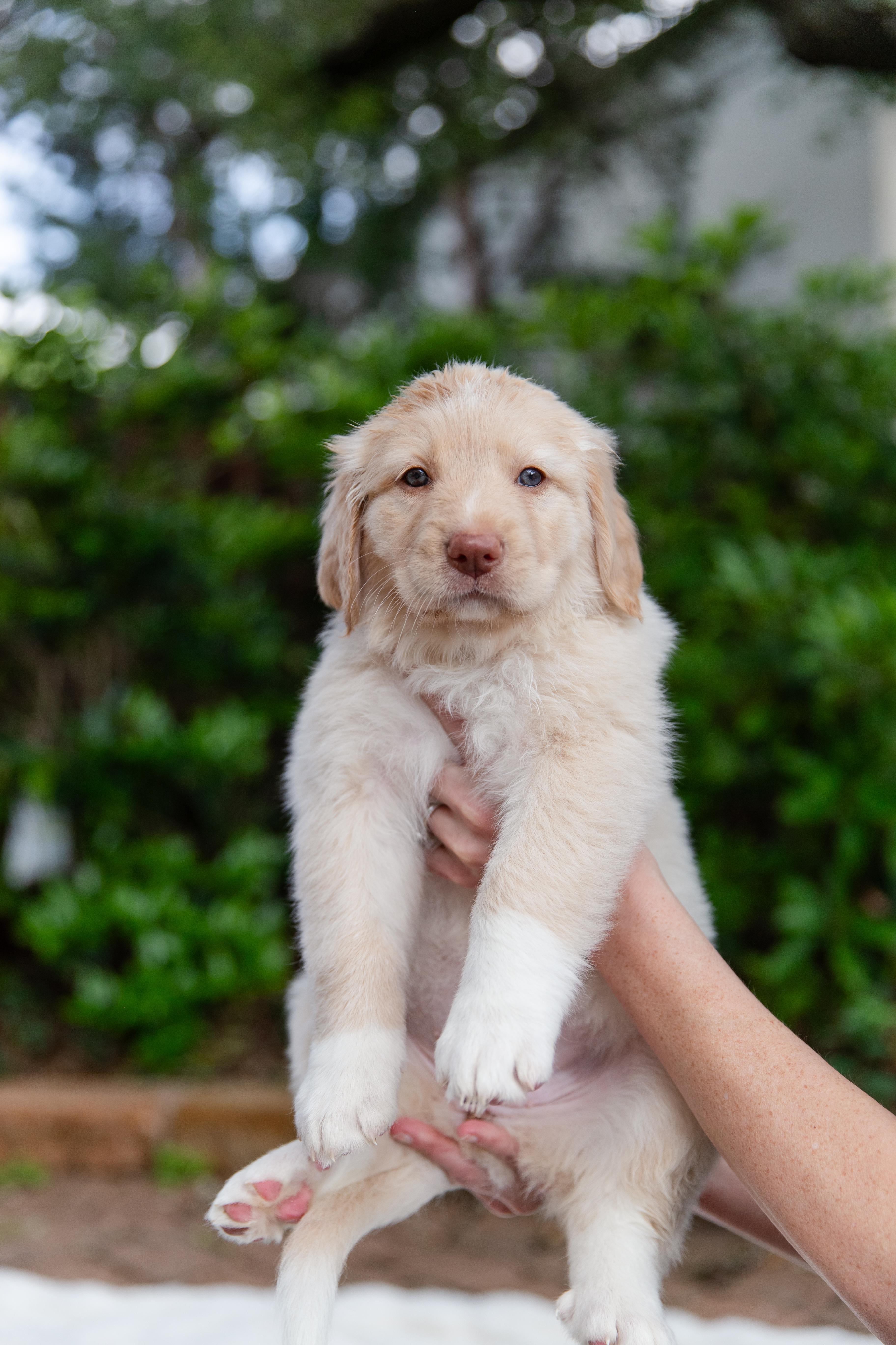 Enlarge Gwen , an adopted mixed breed in Pflugerville, TX image 1/5