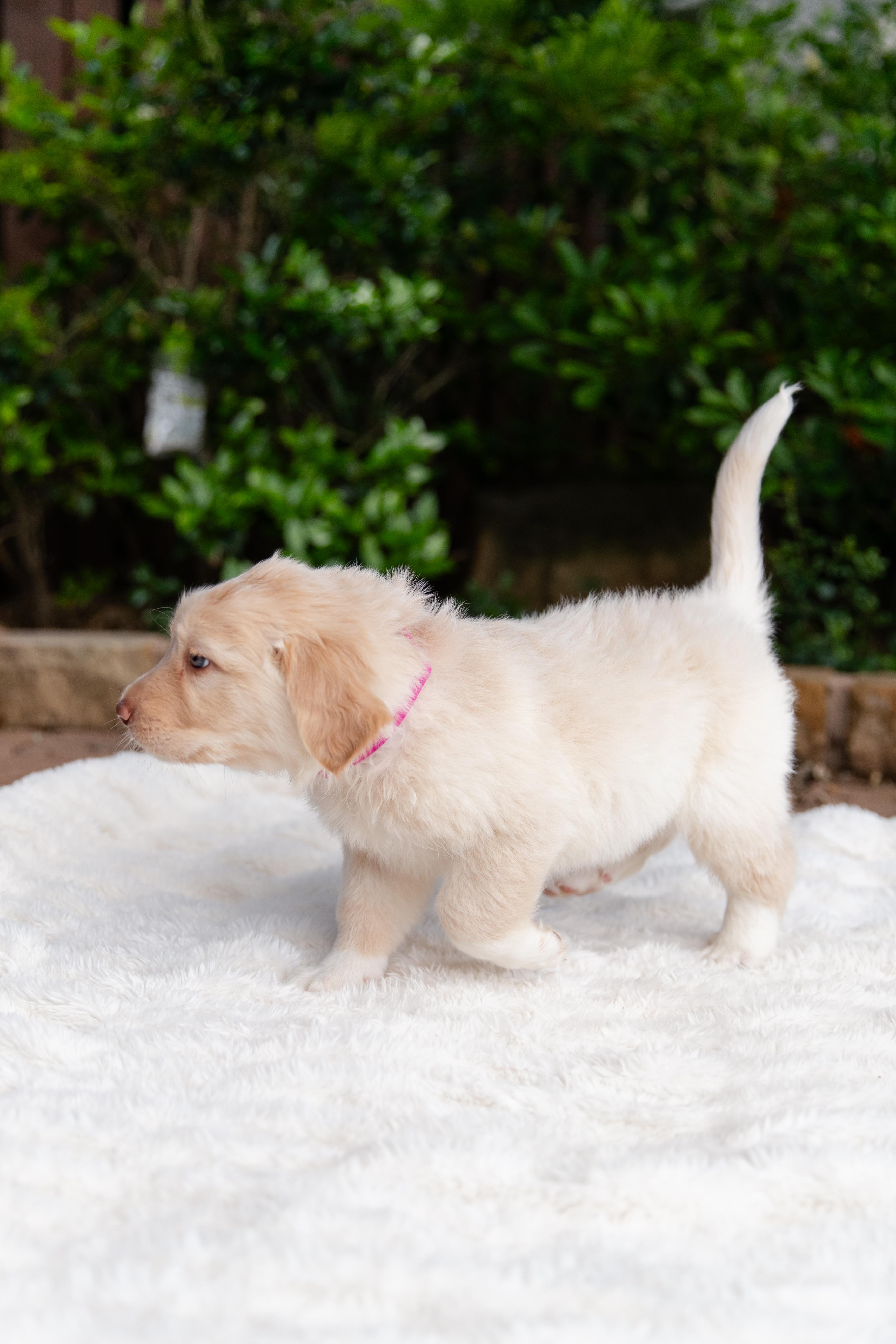 Enlarge Gwen , an adopted mixed breed in Pflugerville, TX image 5/5