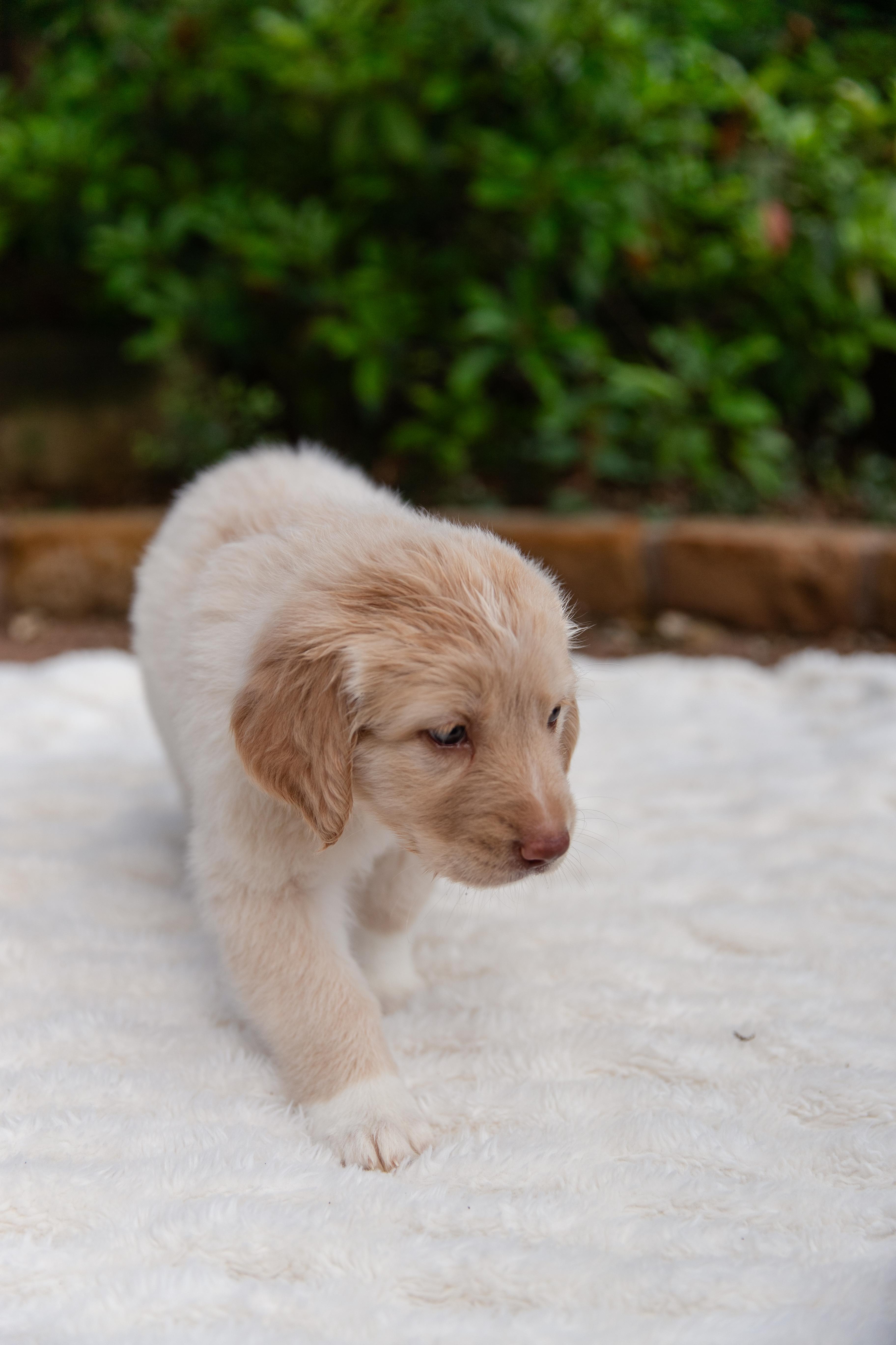 Enlarge Gwen , an adopted mixed breed in Pflugerville, TX image 4/5