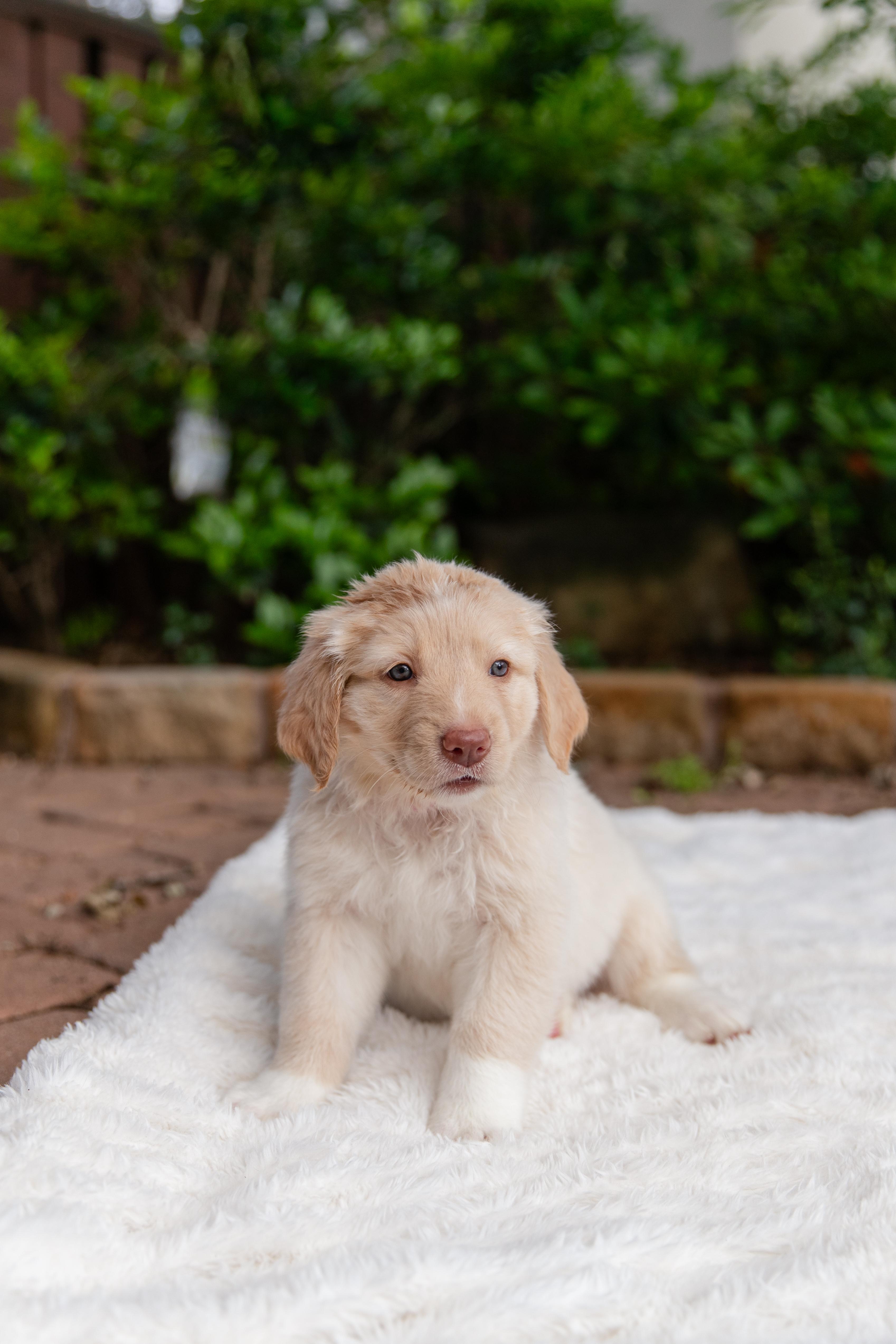 Enlarge Gwen , an adopted mixed breed in Pflugerville, TX image 2/5