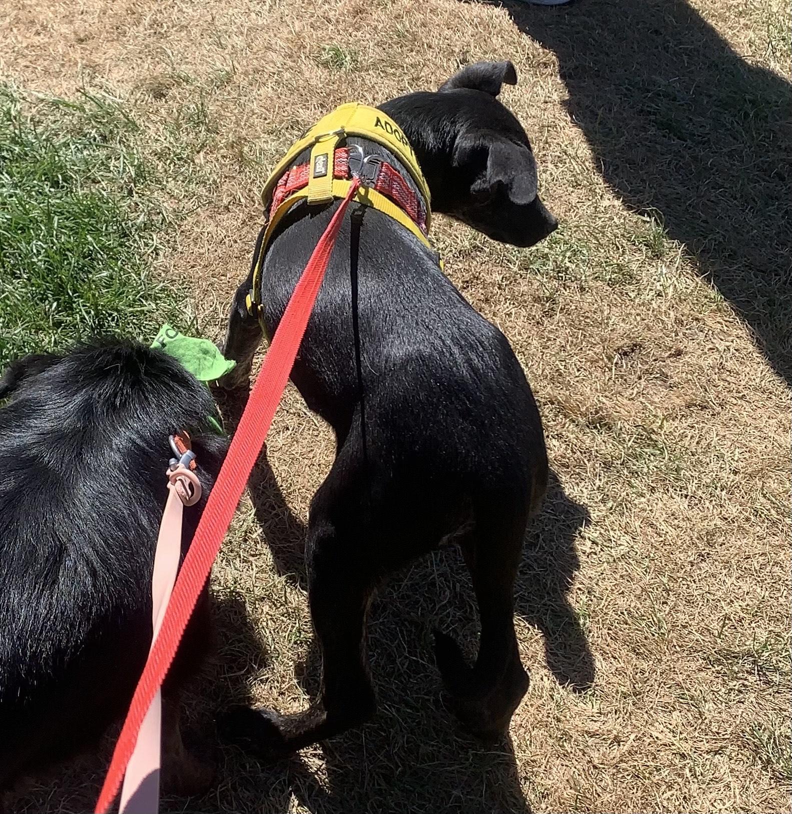 Enlarge Darth, a Adoptable mixed breed in Navajo, NM image 1/4