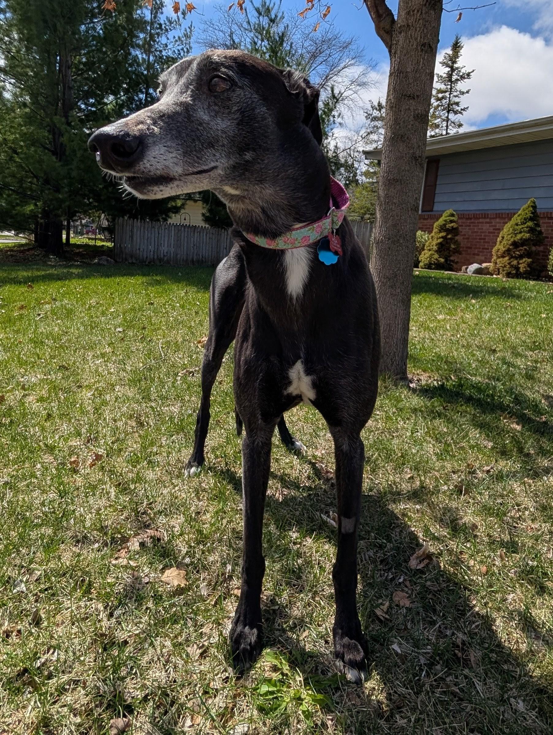Enlarge Bobbie Sue , a ADOPTABLE Greyhound in Bondurant, IA image 3/4