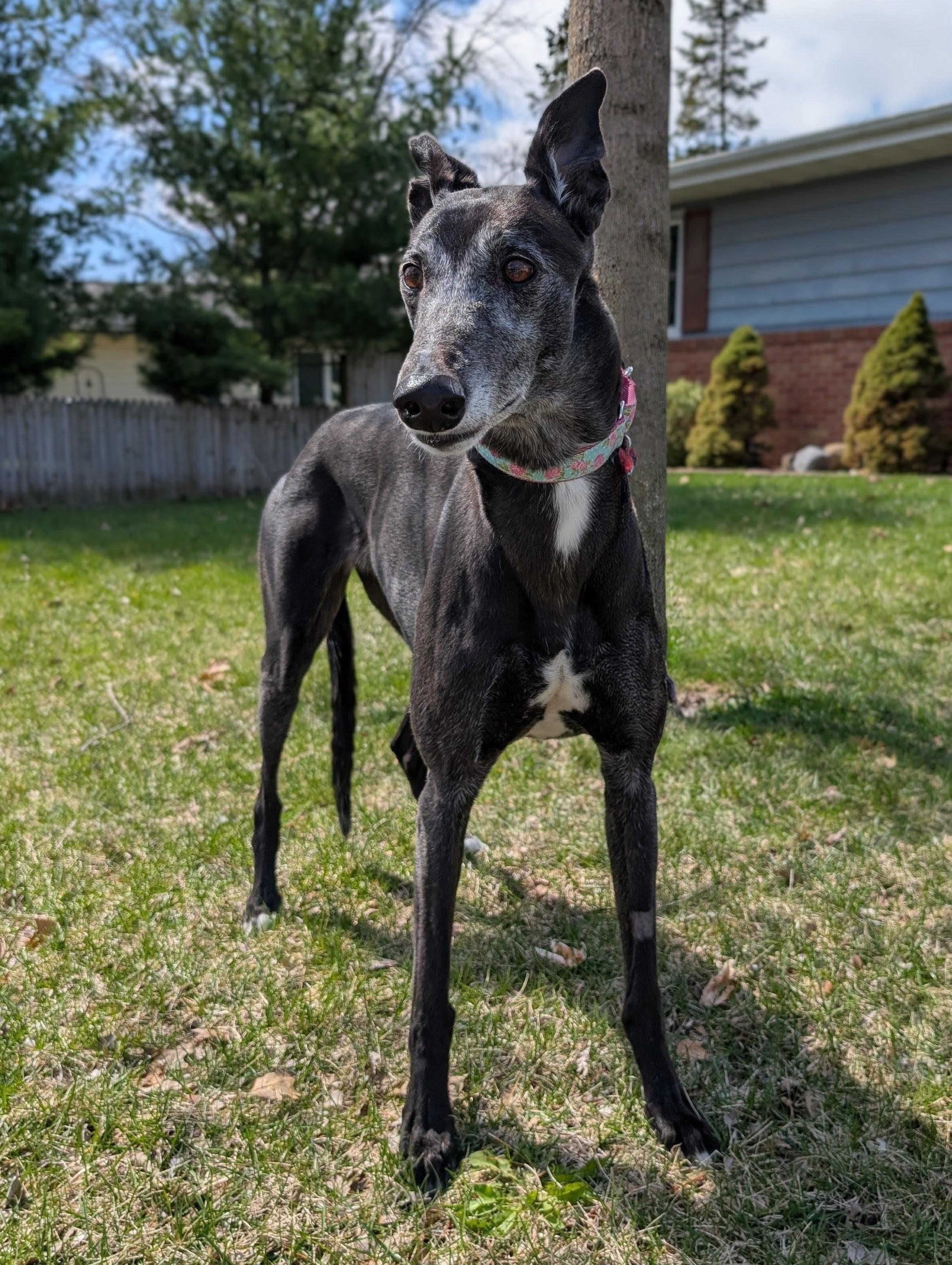 Bobbie Sue , ADOPTABLE, Senior Female Greyhound.