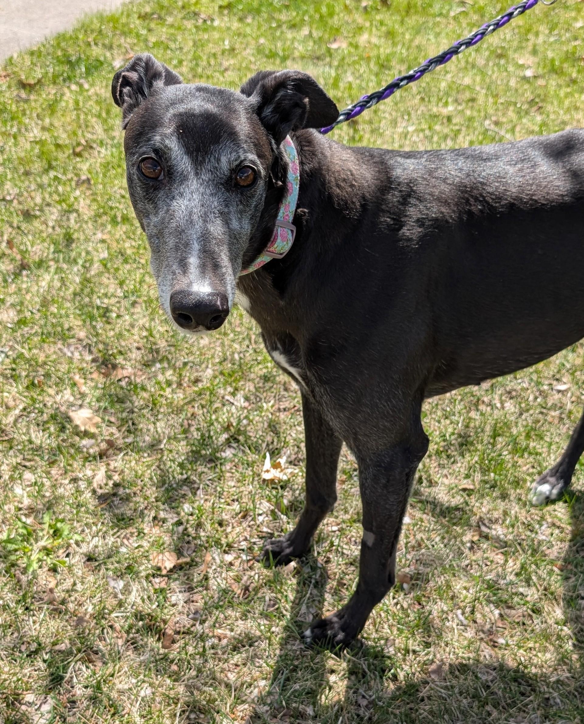 Enlarge Bobbie Sue , a ADOPTABLE Greyhound in Bondurant, IA image 4/4