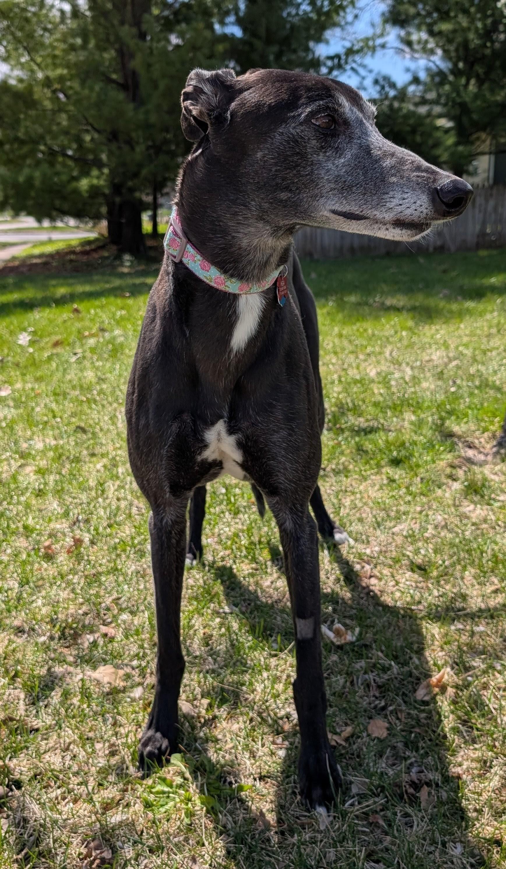 Enlarge Bobbie Sue , a ADOPTABLE Greyhound in Bondurant, IA image 2/4
