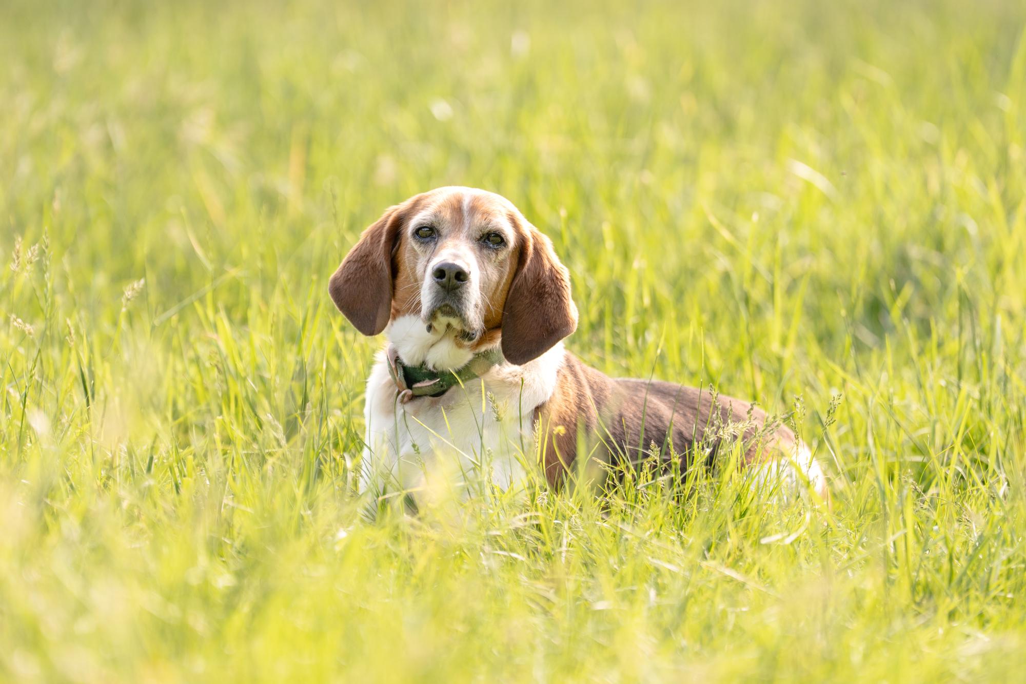 Enlarge Baxter, a Adoptable Beagle in Louisa, VA image 1/5