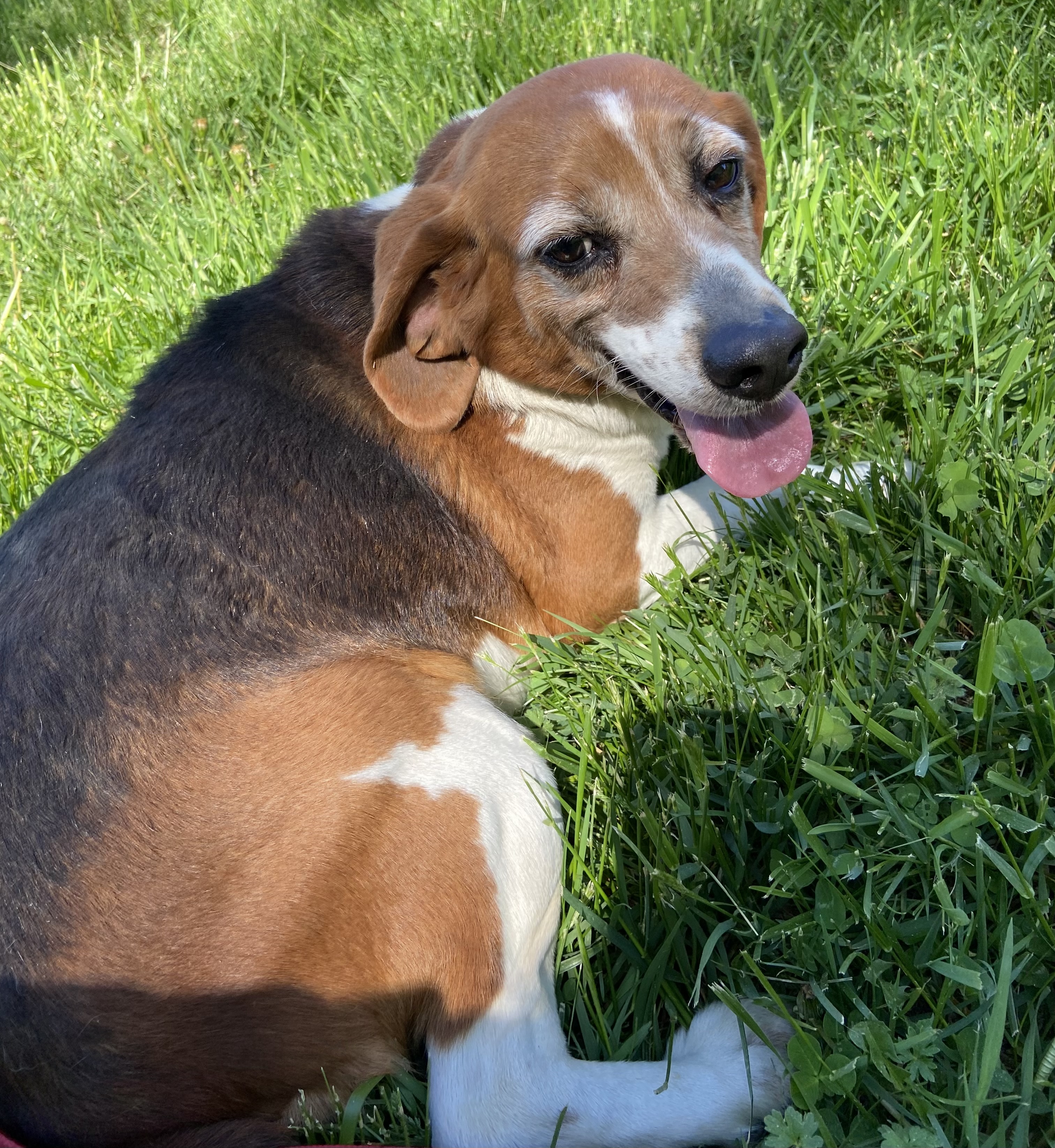 Enlarge Baxter, a Adoptable Beagle in Louisa, VA image 3/5