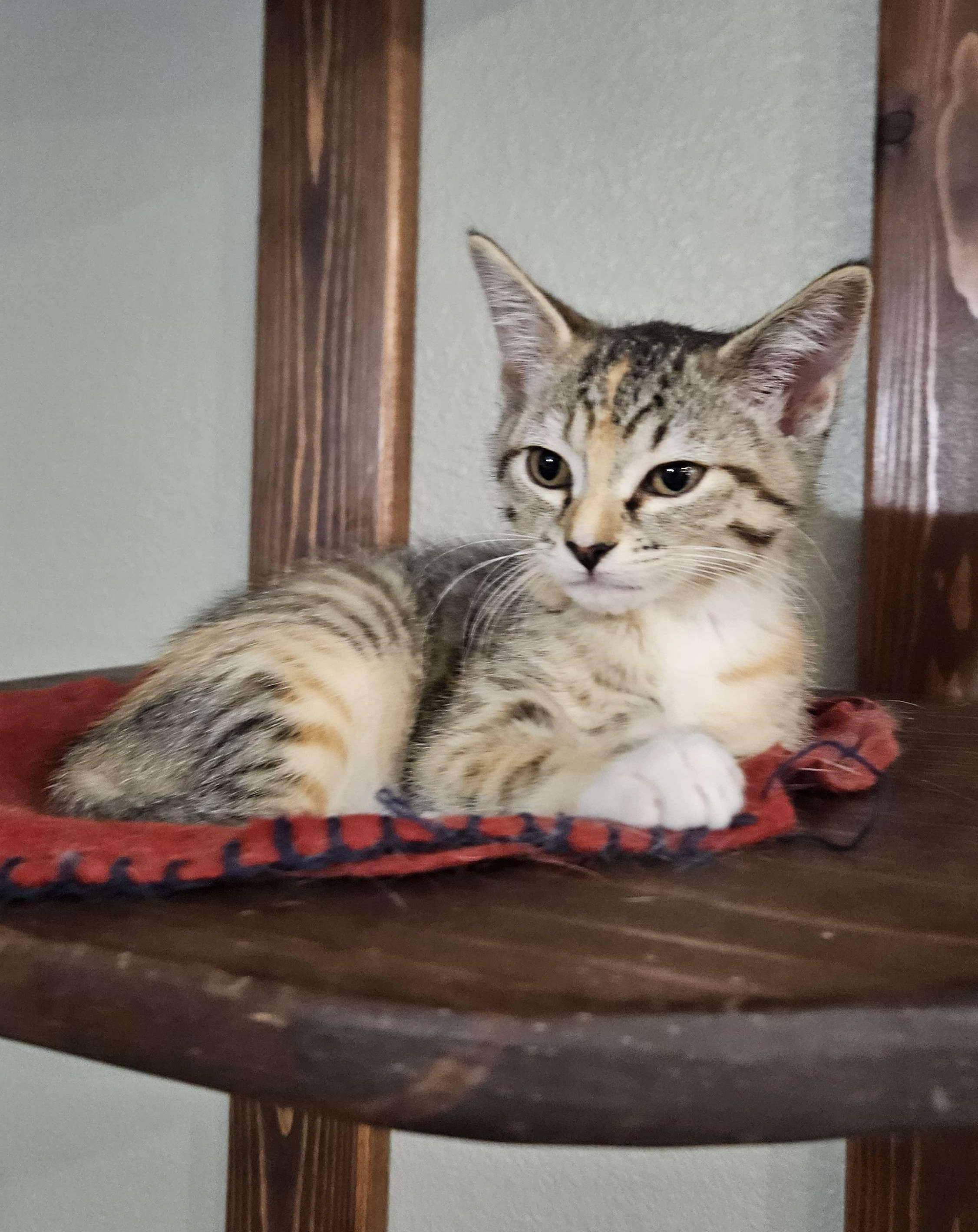 McKinley, Adopted, Kitten Female Domestic Short Hair.