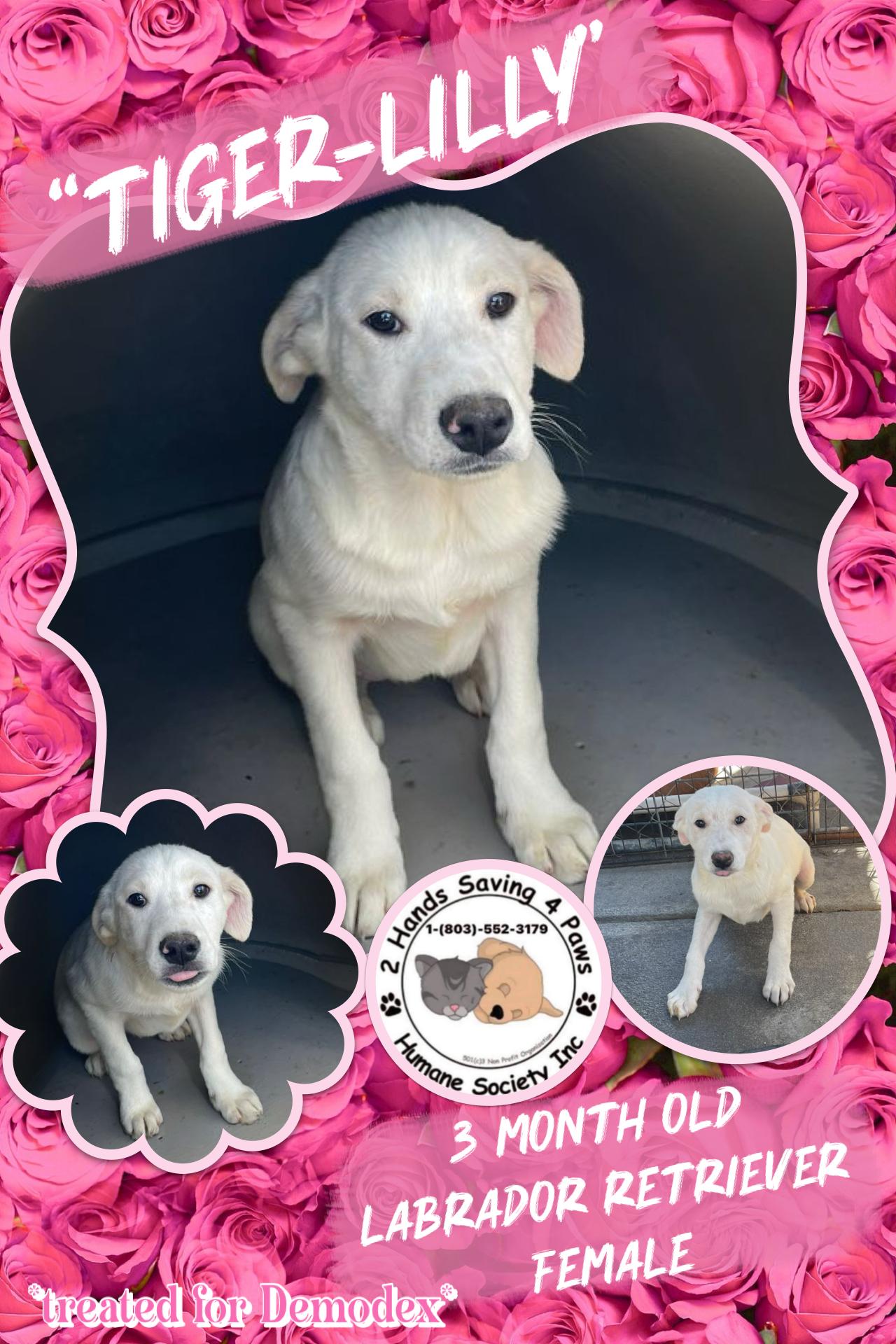 Tiger-Lilly, Adoptable, Puppy Female Labrador Retriever.