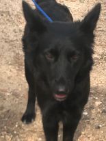 Enlarge Mosca, a Adoptable mixed breed in Oakhurst, CA image 1/3