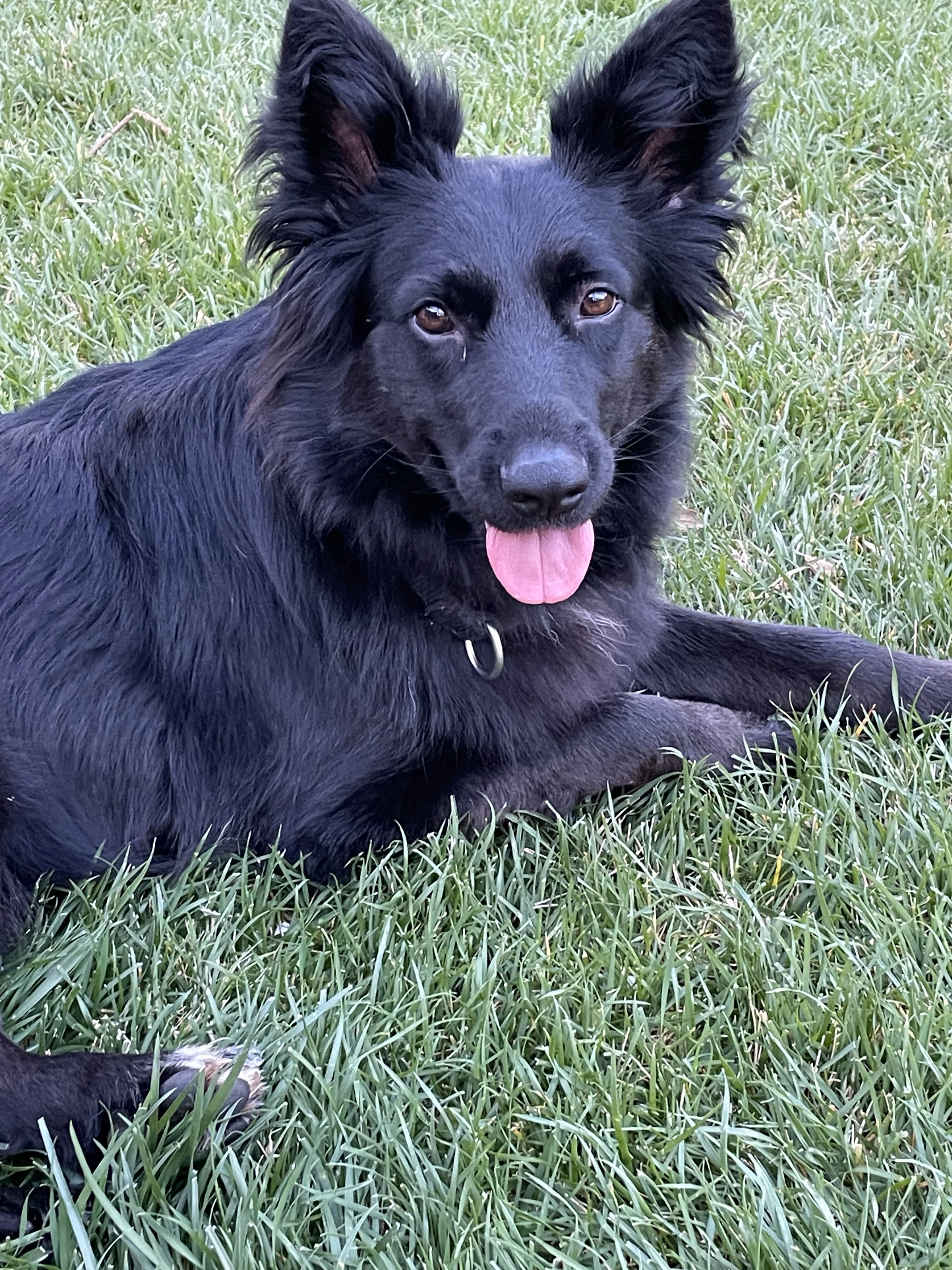 Enlarge Mosca, a Adoptable mixed breed in Oakhurst, CA image 2/3