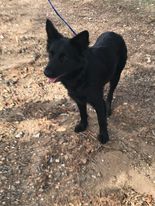 Enlarge Mosca, a Adoptable mixed breed in Oakhurst, CA image 3/3