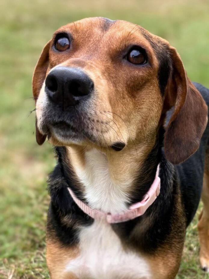 Darla II, Adopted, Adult Female Beagle & Hound.