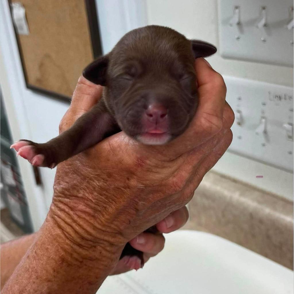 Artemis, Adoptable, Puppy Female Terrier.