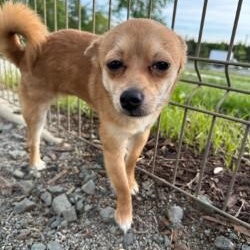 Fennec (ID 51277/1417), adopted, Young Male Chihuahua.