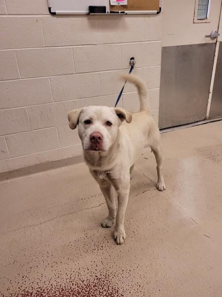Diamond (56), Adoptable, Adult Male Labrador Retriever.