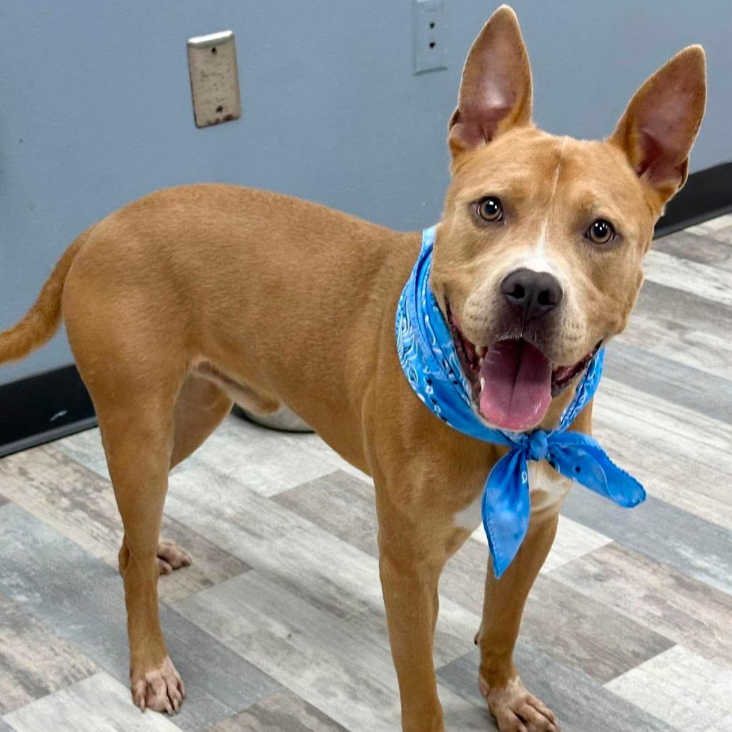 Big Head, a Adoptable Pit Bull Terrier in Lufkin, TX image 1/4