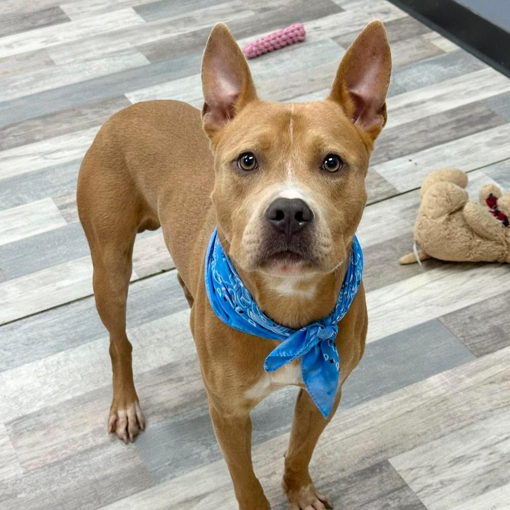 Big Head, a Adoptable Pit Bull Terrier in Lufkin, TX image 2/4