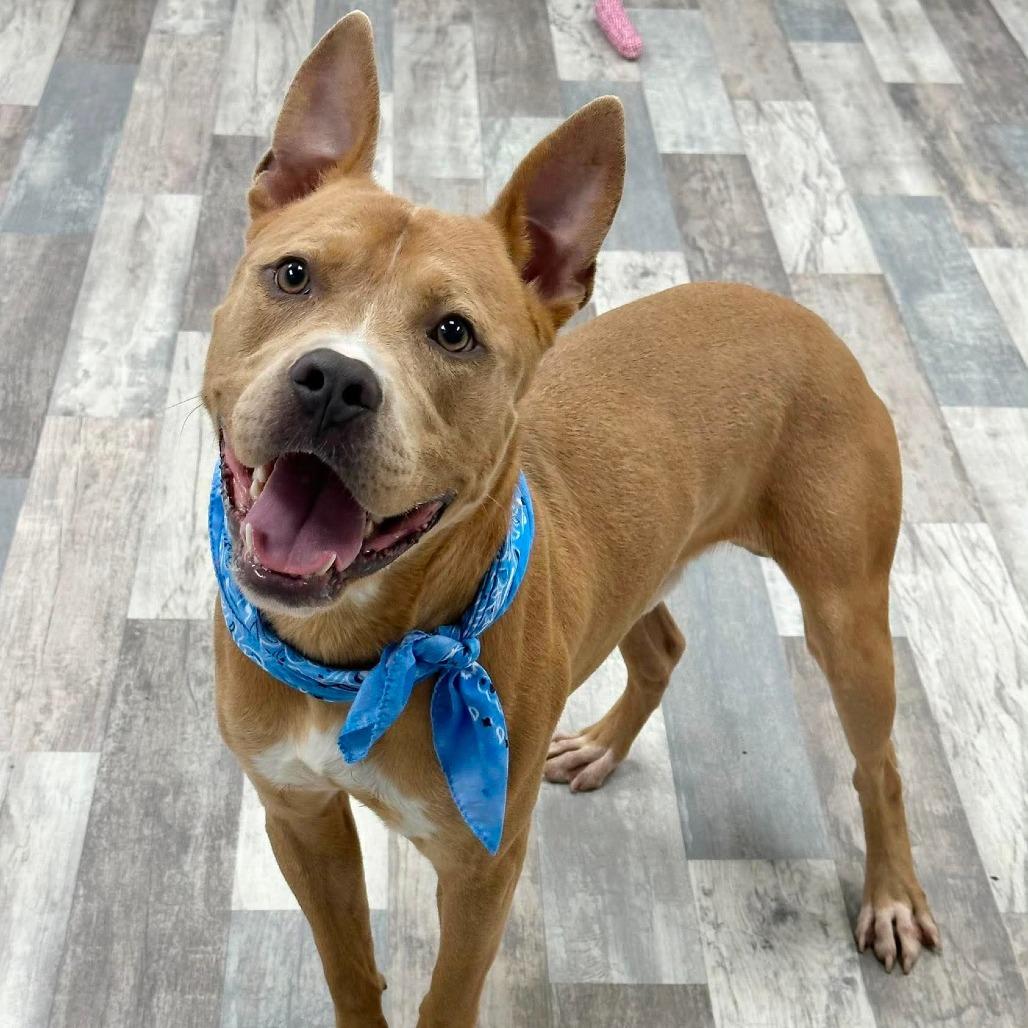 Big Head, a Adoptable Pit Bull Terrier in Lufkin, TX image 3/4