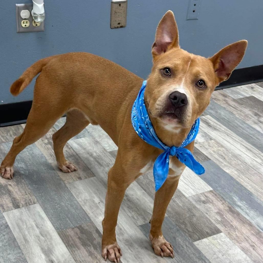 Big Head, a Adoptable Pit Bull Terrier in Lufkin, TX image 4/4