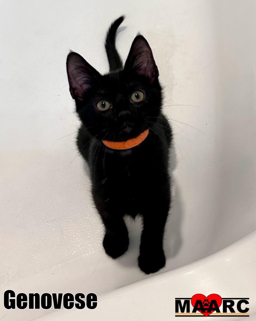 Genovese, Adoptable, Kitten Female Domestic Short Hair.