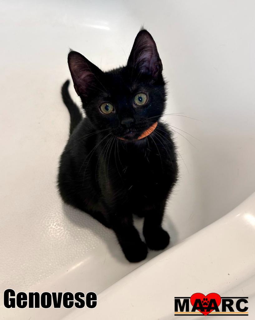 Enlarge Genovese, a Adoptable mixed breed in Maryville, TN image 2/2