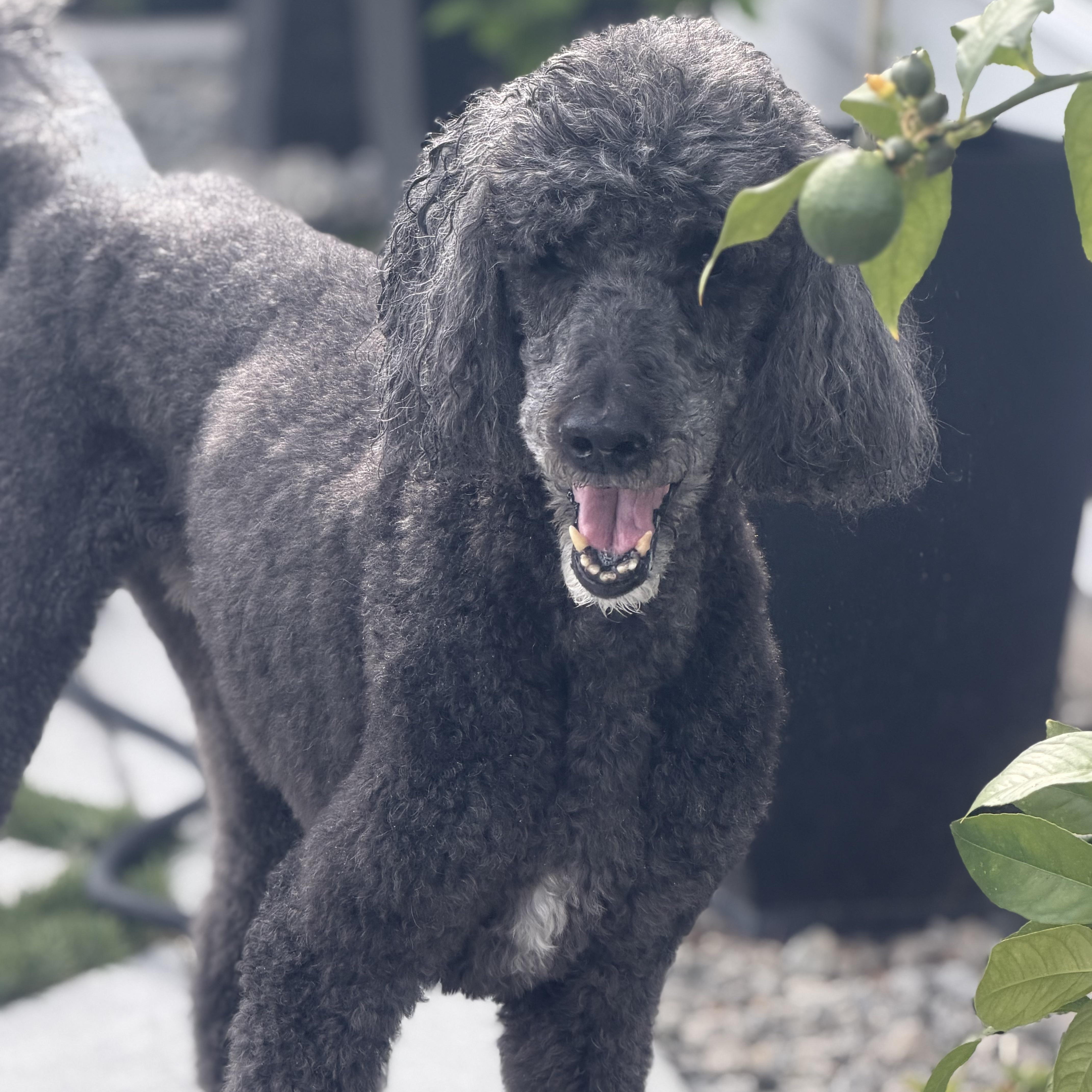 Standard Poodles for Adoption in Healy, Alaska | Petfinder