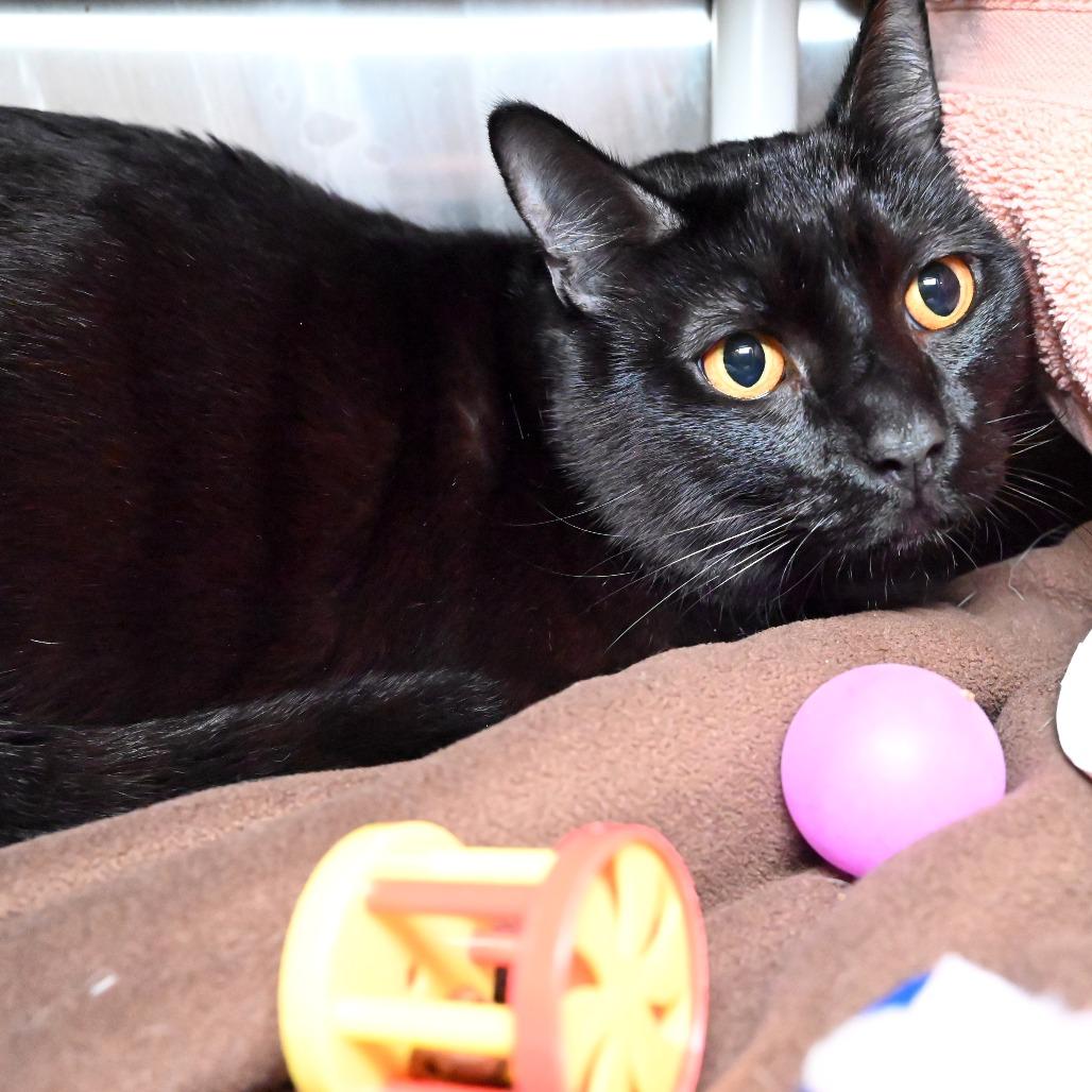 Merlin, Adoptable, Adult Male Domestic Short Hair.