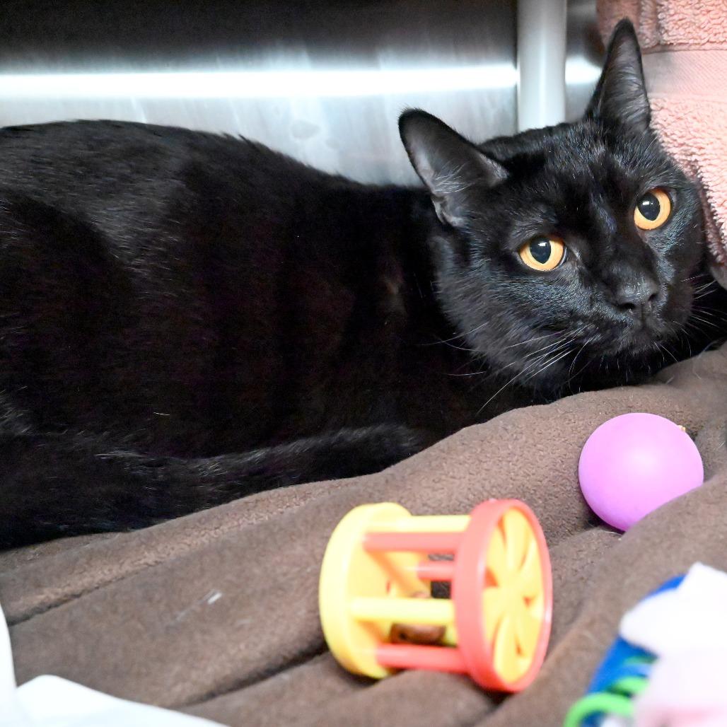 Enlarge Merlin, a Adoptable Domestic Short Hair in West Palm Beach, FL image 2/3