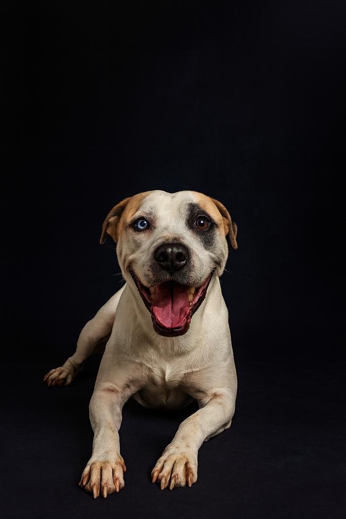 BLUEY, Adoptable, Adult Female Mixed Breed.