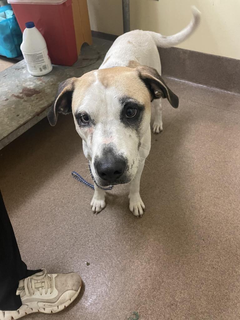 Enlarge BLUEY, a Adoptable mixed breed in Florence, SC image 2/6