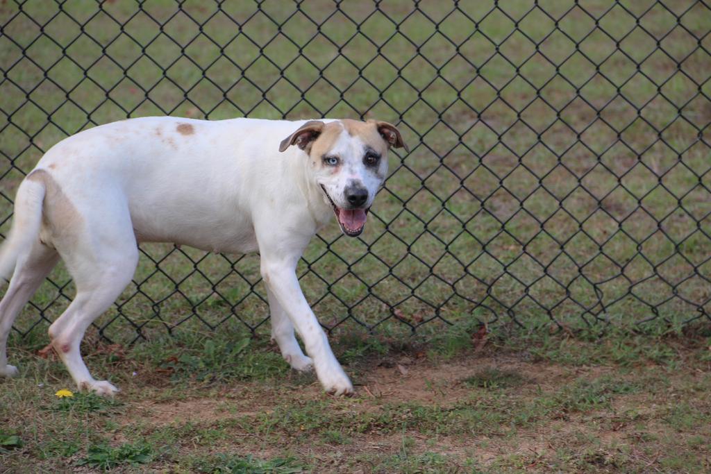 BLUEY, Adoptable, Adult Female Mixed Breed.