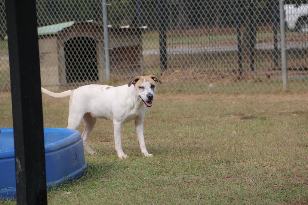 Enlarge BLUEY, a Adoptable mixed breed in Florence, SC image 3/6