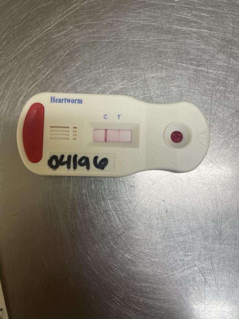 Enlarge BLUEY, a Adoptable mixed breed in Florence, SC image 4/6