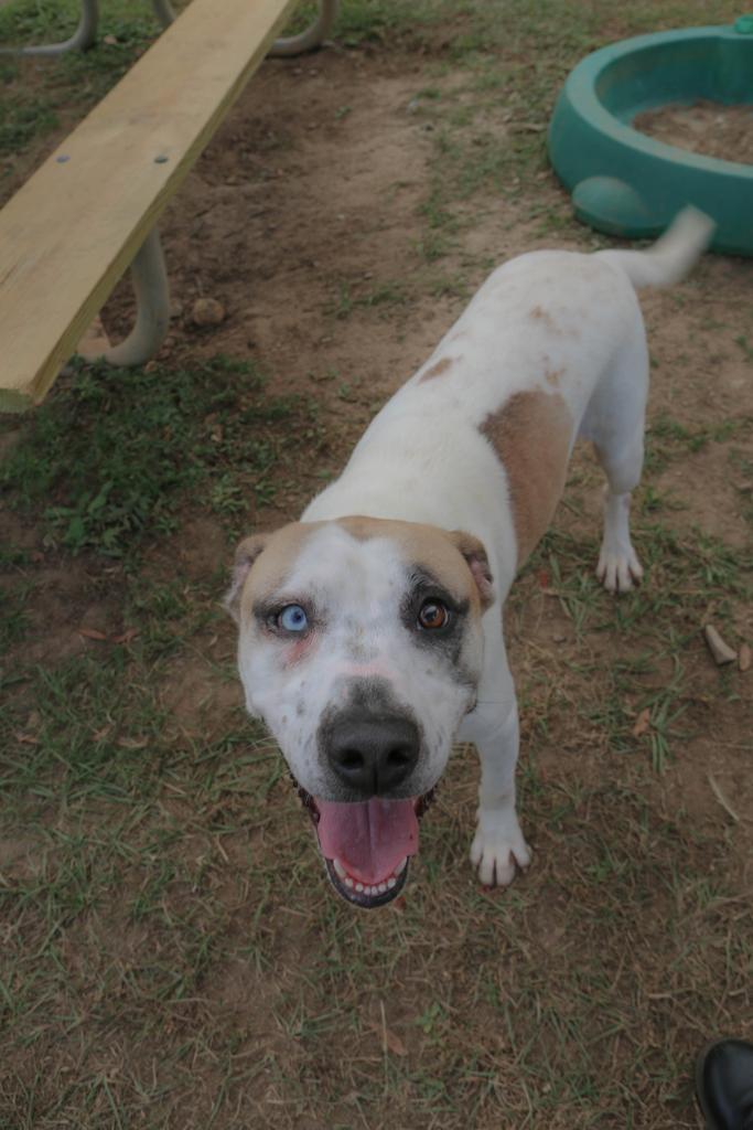 Enlarge BLUEY, a Adoptable mixed breed in Florence, SC image 6/6