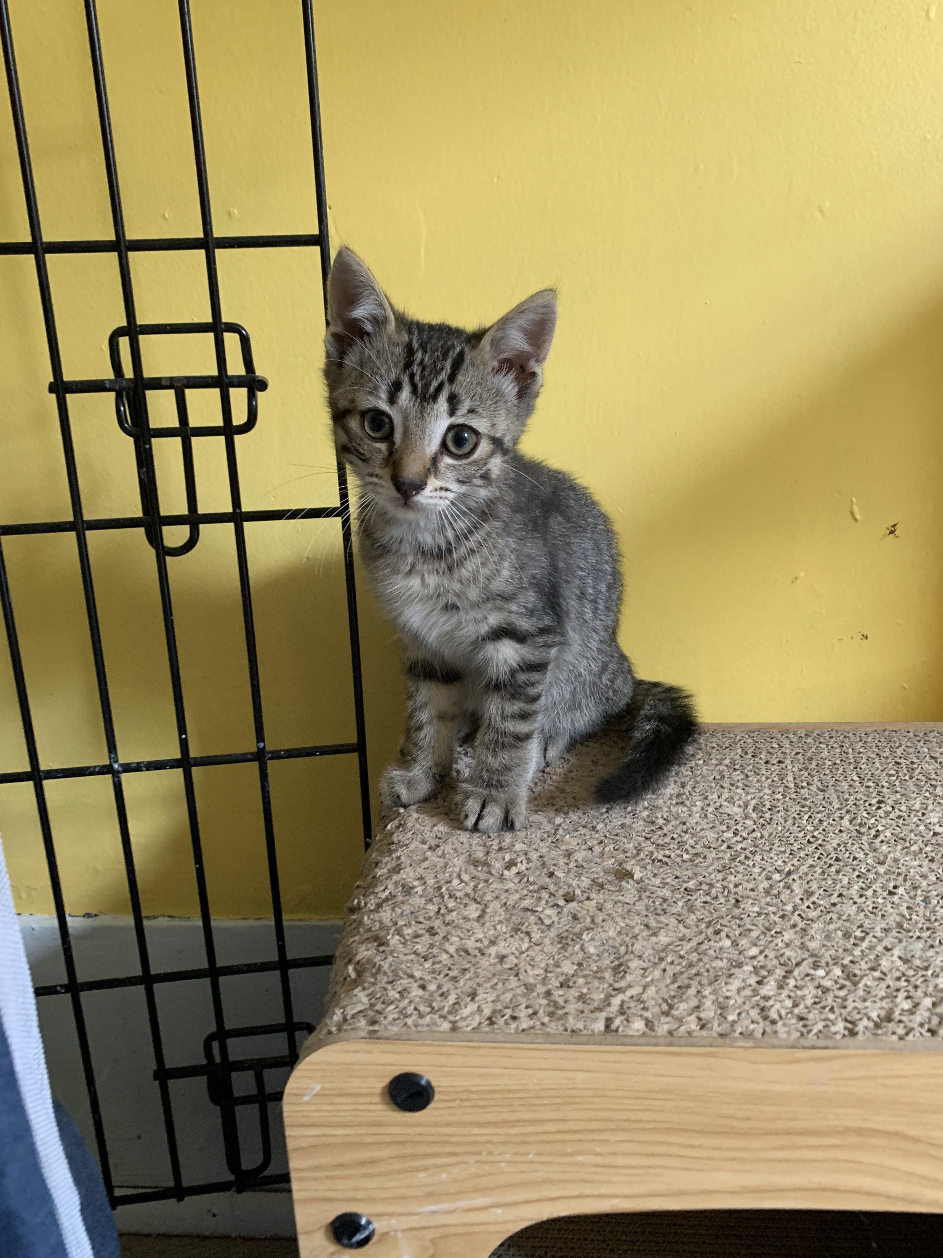 Enlarge Moose Tracks, a Adopted Domestic Short Hair in Zephyr, ON image 1/2