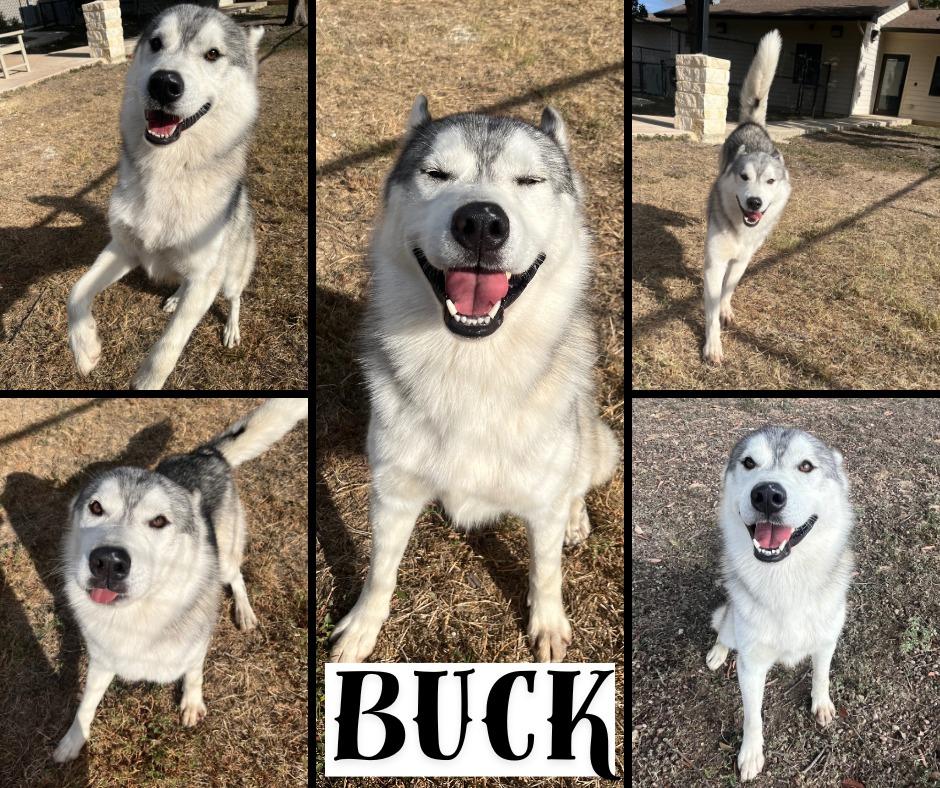 Enlarge Buck, a Adoptable mixed breed in Universal City, TX image 1/1
