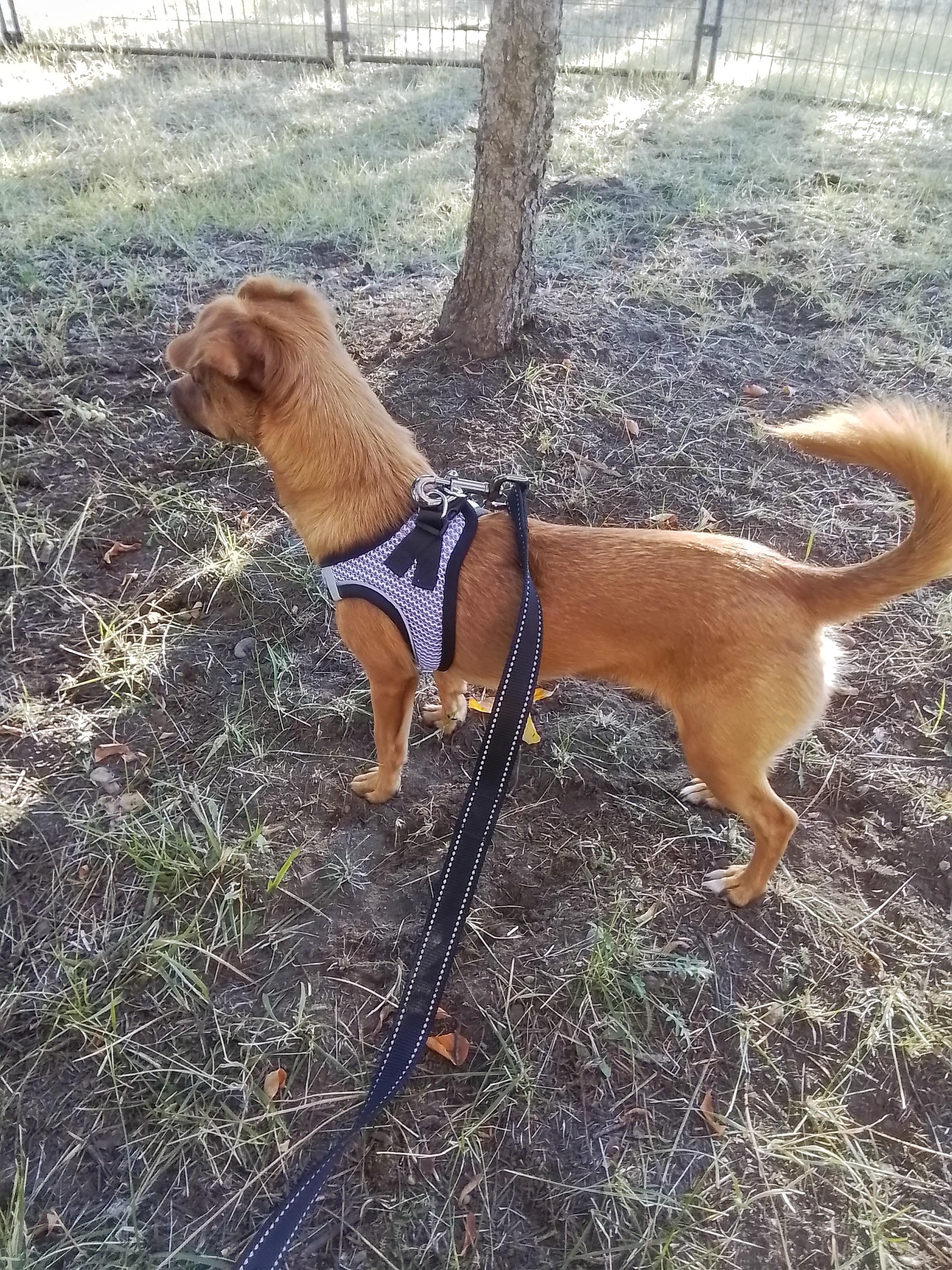Enlarge William, a Adoptable mixed breed in Spokane, WA image 5/6