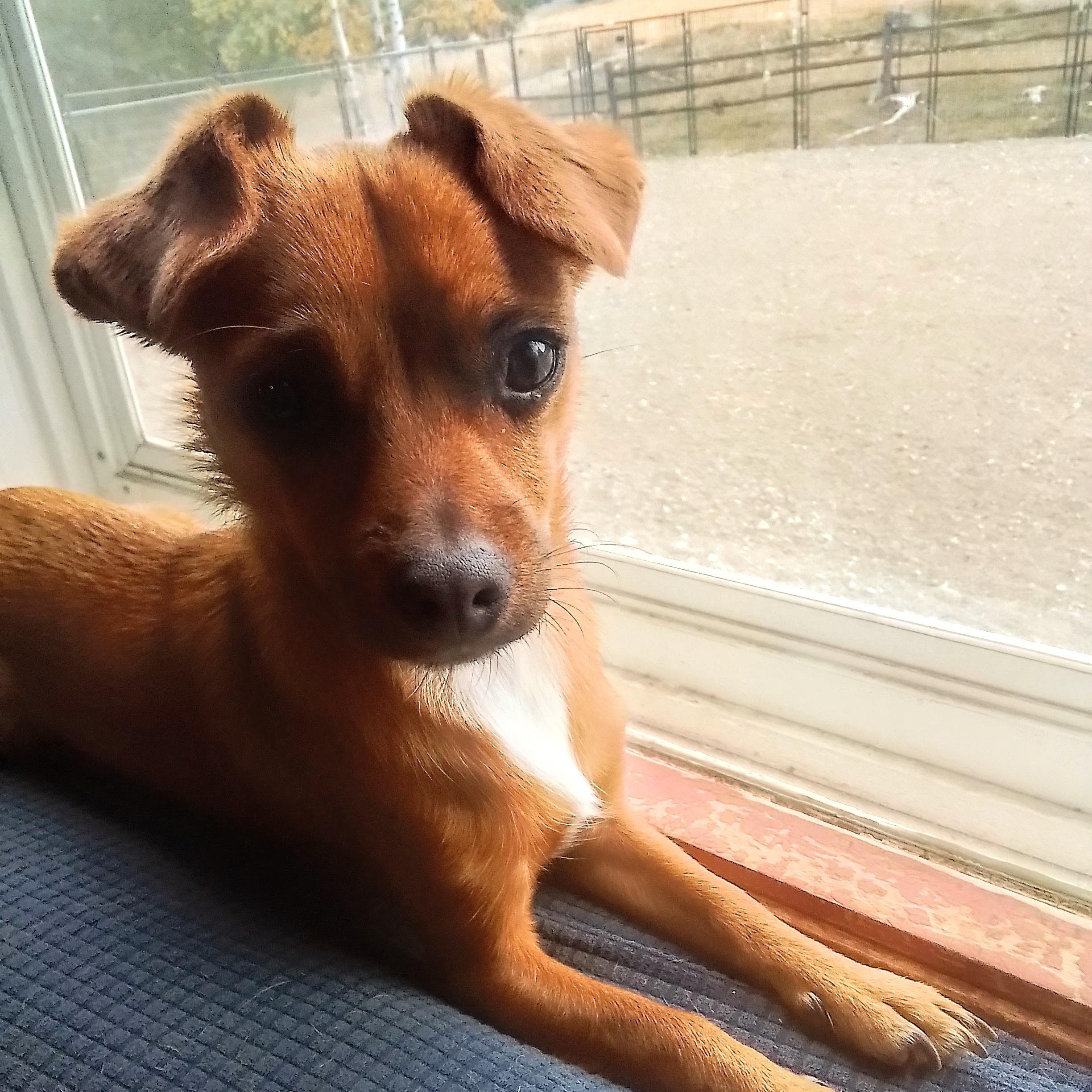 Enlarge William, a Adoptable mixed breed in Spokane, WA image 3/6
